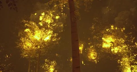 Forest engulfed in flames during a destructive wildfire event at dusk Stock Illustration