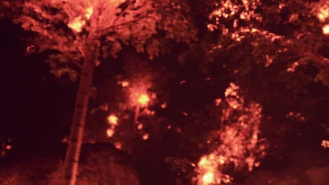 Forest Engulfed in Flames Under the Night Sky, a Dramatic and Alarming Scene Stock Footage 344907332