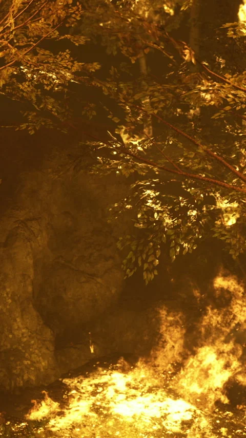 Forest engulfed in vibrant flames during twilight hours of fire season Stock Footage 334255205