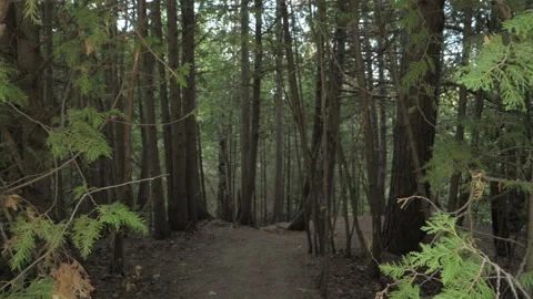 Forest Entrance Video stock 155469988