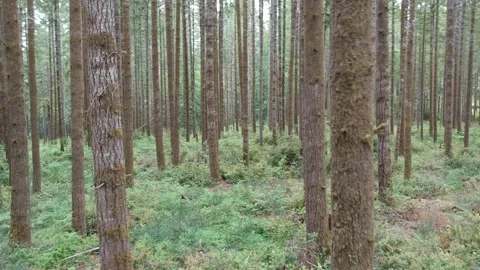 Forest entrance 動画素材 278378550