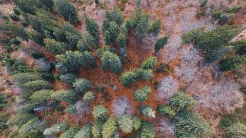 Forest environment. Aerial view. View of the tops of trees Stock Footage 101782865
