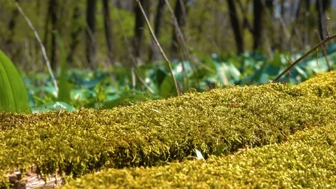 Forest environment. bear garlic Video stock 126113814