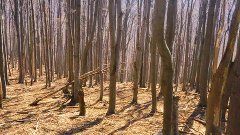 Forest environment. Drone view Stock Footage 126115399