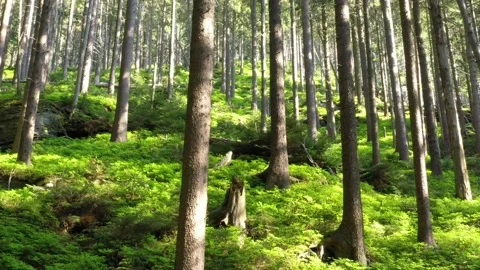 Forest environment. Drone view of the forest Stock Footage 148049295