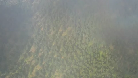 Forest environment. Drone view of the forest Video stock 148049373