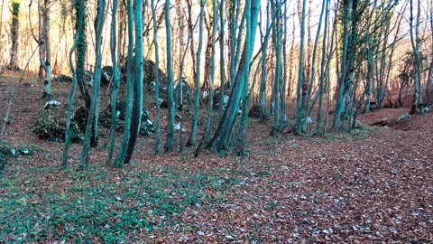 Forest environment during autumn. Stock Footage 168711833