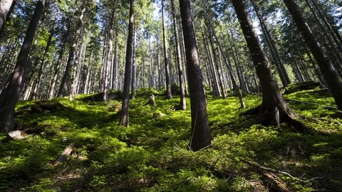 Forest environment. Video stock 122675813