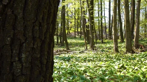 Forest environment. Stock Footage 126111434