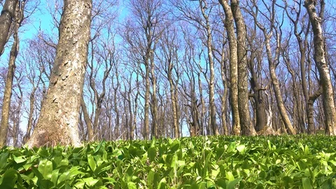 Forest environment. forest dotted with bear garlic Stock Footage 126114353