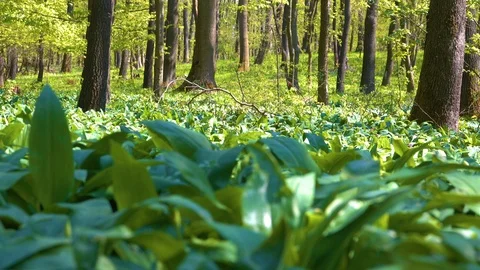 Forest environment. A forest full of bear garlic Stock Footage 126113393
