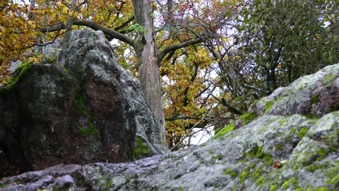 Forest environment. Moss on stones in the forest. Stock Footage 146387519