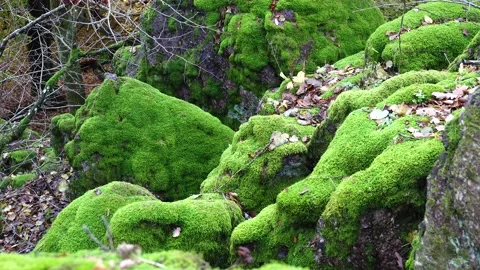 Forest environment. Moss on stones in the forest. Stock Footage 146387544
