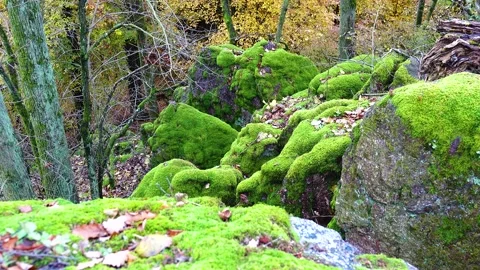 Forest environment. Moss on stones in the forest. Stock Footage 146387731