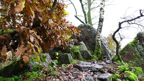 Forest environment. Rocky forest. Czech republic Video stock 146389654