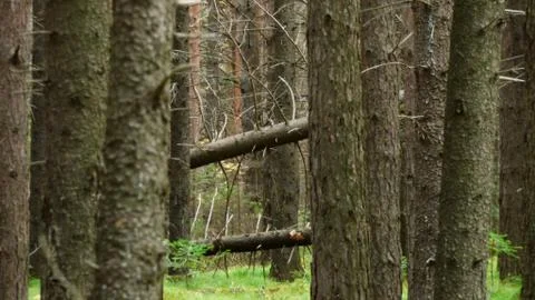 Forest equation Foto stock