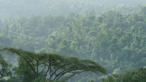 Forest Ethiopia Stock Footage 79571983