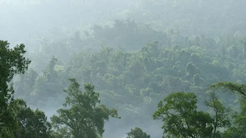 Forest in Ethiopia Stock Footage 79573430