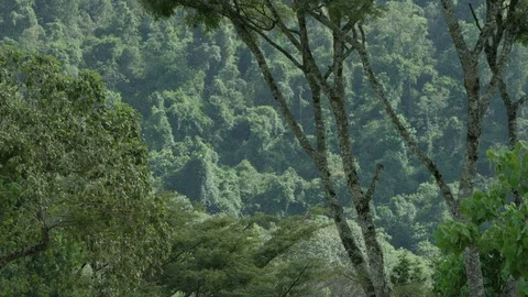 Forest in Ethiopia Stock Footage 79603533