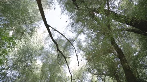 A forest of eucalyptus trees 스톡 동영상 43858712