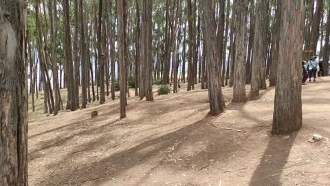 Forest with eucalyptus trees at Qenco in the sacred valley near Cusco, Peru. Stock Footage 288766473