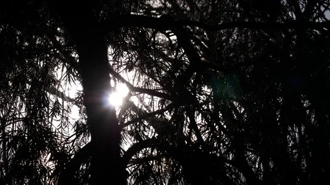 Forest in the evening Video stock 125491156