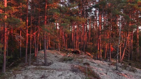 Forest evening light Stock Footage 285084975