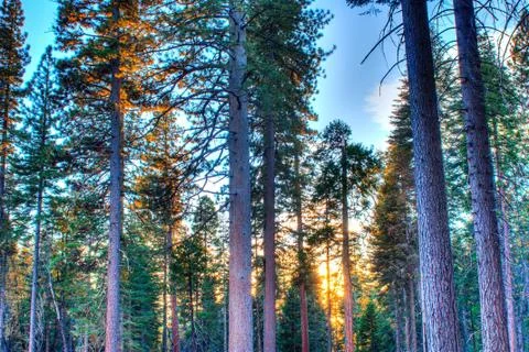The Forest in the Evening Stock Photos