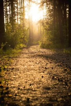 Forest in the evening 库存照片