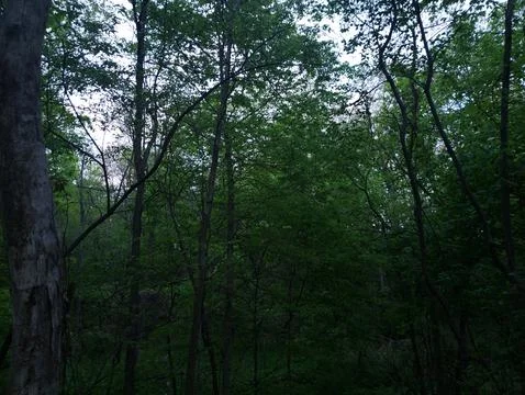 Forest in The Evening Stock Photos