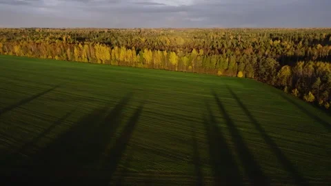 Forest evening shadows Stock Footage 288032459