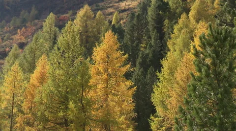 Forest in the evening sun of the fall Stock Footage 59318952