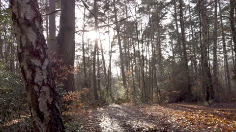 Forest in the evening sun Stock Footage 146244184