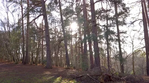 Forest in the evening sun Stock Footage 146244210