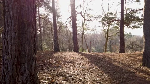Forest in the evening sun Stock Footage 146244271