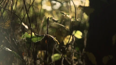 Forest in evening sunlight Stock Footage 88760959