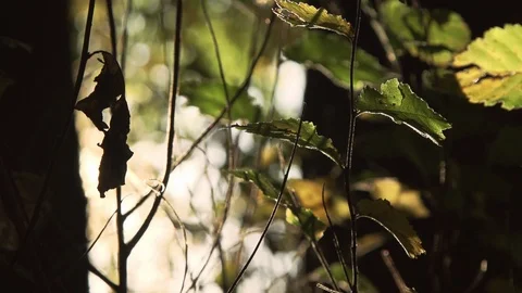 Forest in evening sunlight Stock Footage 88760965