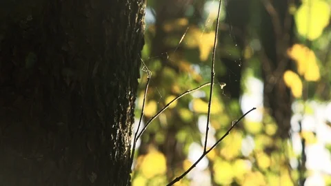 Forest in evening sunlight Stock Footage 88761153