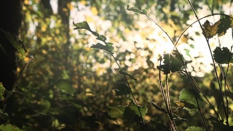 Forest in evening sunlight Stock Footage 88761215