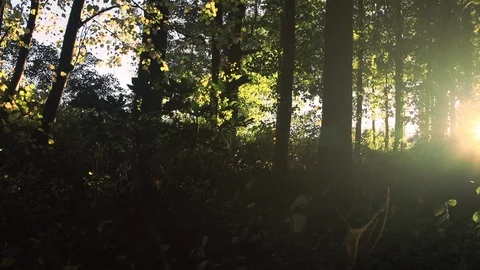 Forest in evening sunlight Stock Footage 88761758