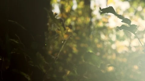 Forest in evening sunlight Stock Footage 88761800