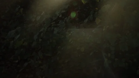 Forest in evening sunlight Stock Footage 88761930