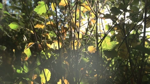 Forest in evening sunlight Stock Footage 88761977