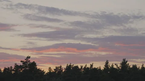 Forest in the evening at sunset Stock Footage 207484894