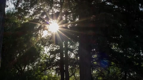 The Forest evening time. Stock Footage 64709809