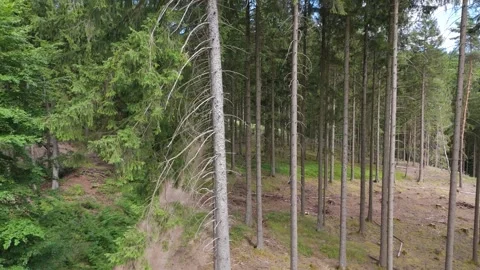Forest with evergreen conifer trees, climate change, global warming Stock Footage 312681482