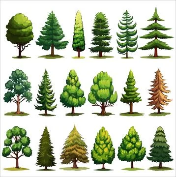 Forest evergreen tree vector set. Conifer woodland illustrations Stock Illustration