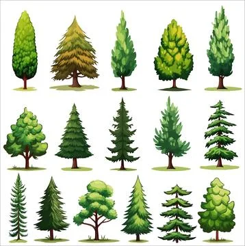 Forest evergreen tree vector set. Conifer woodland illustrations Stock Illustration