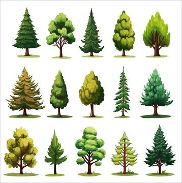 Forest evergreen tree vector set. Conifer woodland illustrations Stock Illustration