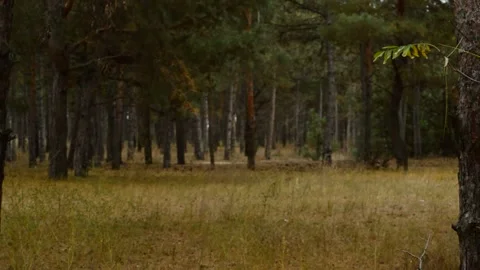 Forest expanse 動画素材 164113722